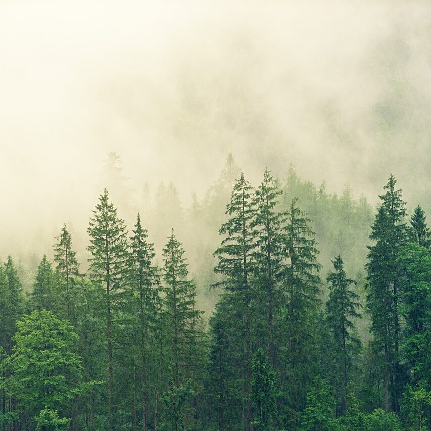 nature-wallpaper-forest-trees-3622519 nature wallpaper, forest, trees-3622519.jpg